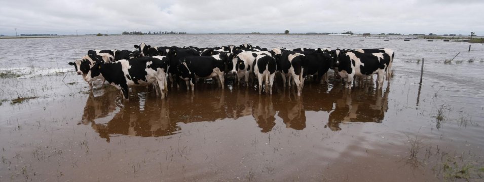 inundacion y vacas