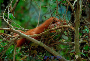Sumatran orangutan (Pongo abeli) in a night nest Gunung Leuser National Park, Indonesia.