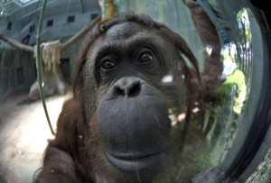 sandra-orangutan-buenos-aires-condiciones_milima20141222_0268_3